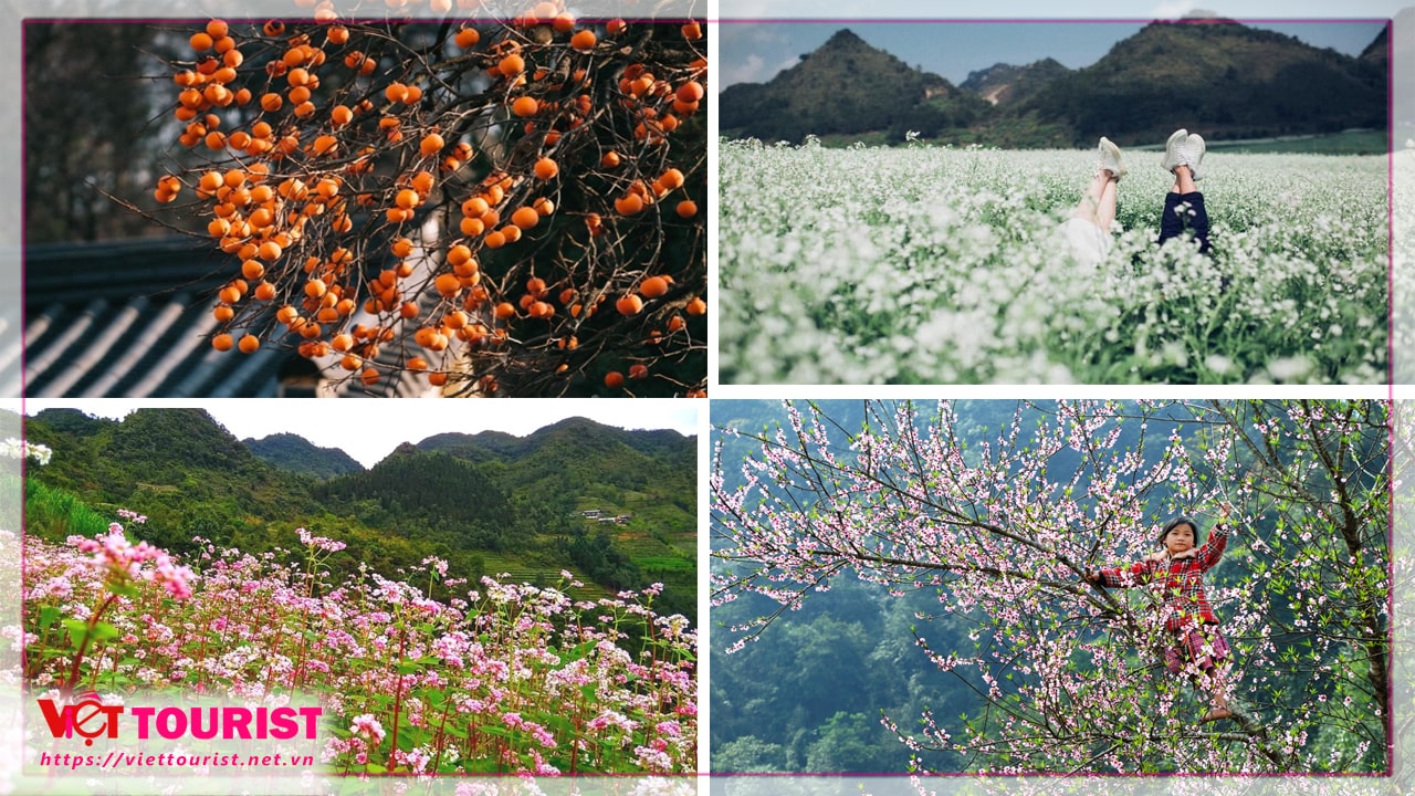 du lịch mộc châu mùa hoa