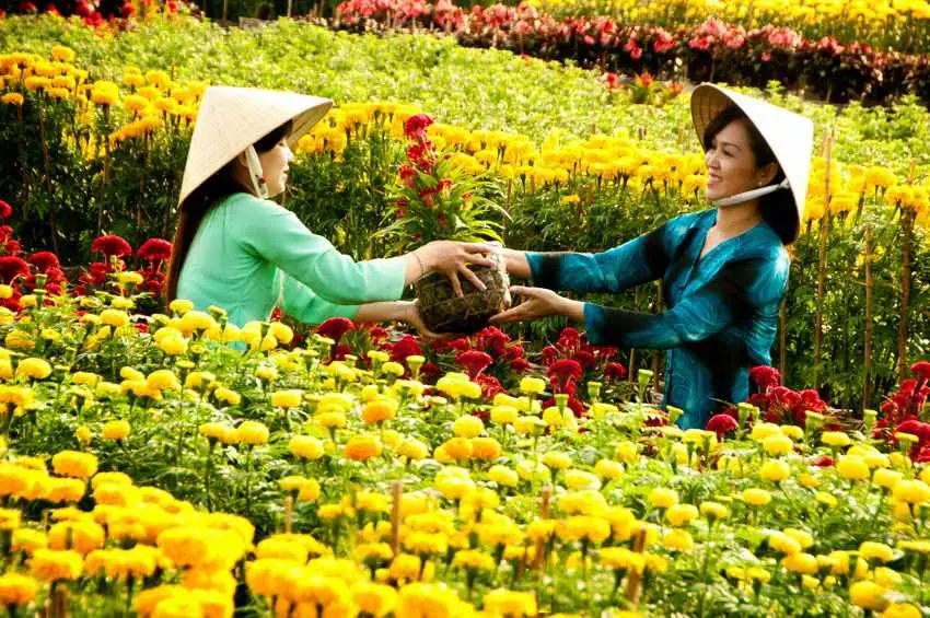 Làng hoa Miền Tây rực rỡ vào dịp giáp Tết