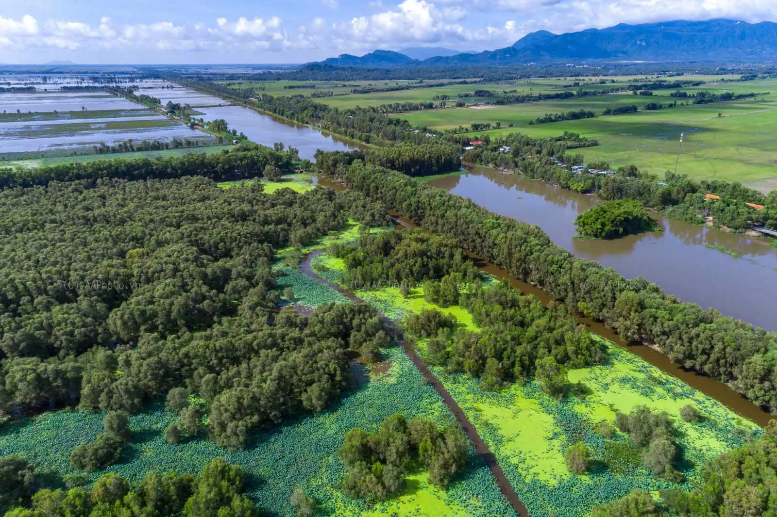 Rừng tràm Trà Sư - điểm đến tour An Giang cực kỳ nổi tiếng hiện nay.