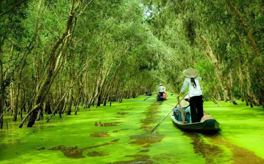 Chèo thuyền qua những tán cây, mảng bèo xanh ươm thế này cảm giác như đang lạc vào tiên cảnh vậy. Tour du lich An Giang.