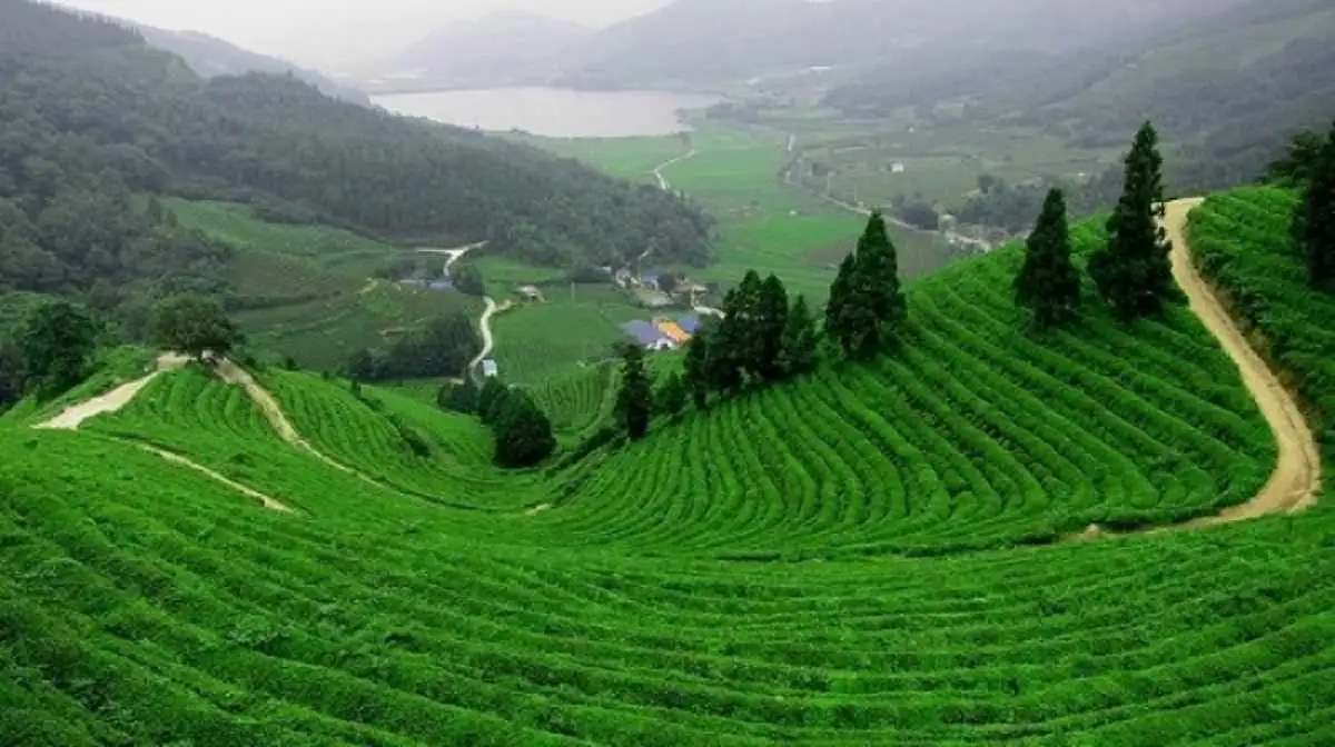 Đồi chè Tân Cương xanh mướt tại Thái Nguyên
