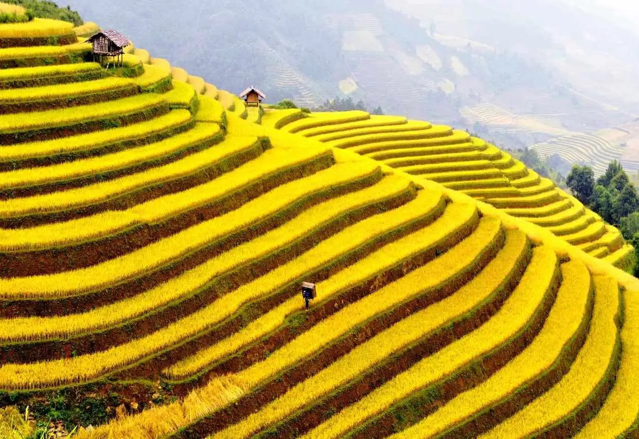 Ruộng bậc thang Hoàng Su Phì mùa lúa