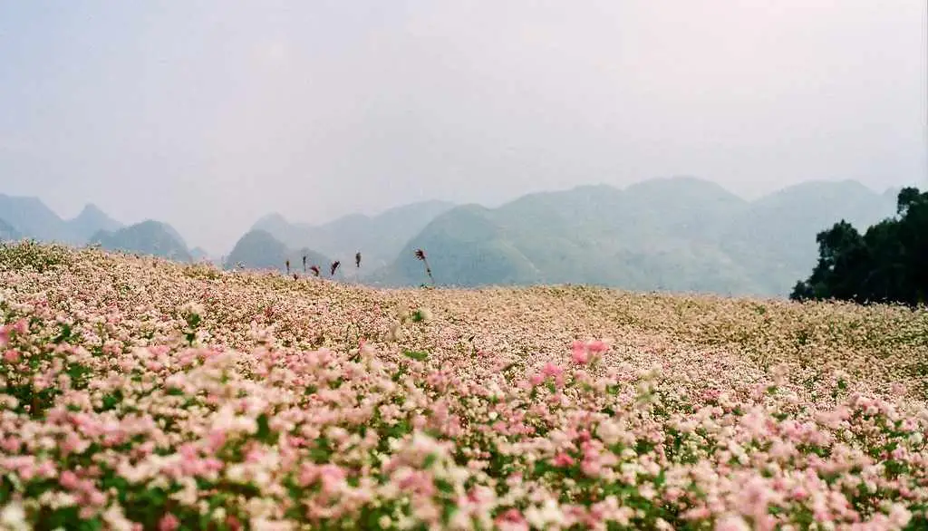 Cánh đồng hoa tam giác mạch trên cao nguyên đá Hà Giang