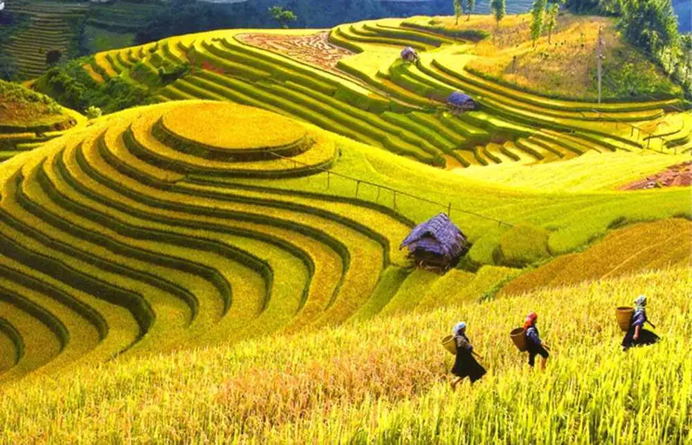 Tour du lịch Sapa mùa lúa chín tại thung lũng Mường Hoa