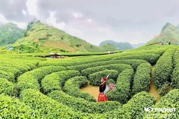 Tour du lịch Miền Bắc 4N3Đ: Hạ Long – Ninh Bình – Mộc Châu – Mai Châu từ Sài Gòn