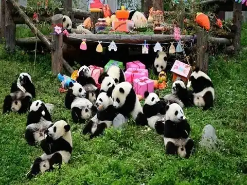 Tour du lịch Trung Quốc 6N5Đ: Thành Đô – Cửu Trại Câu – Vườn Gấu Trúc – Trượt Tuyết Gia Cô Sơn
